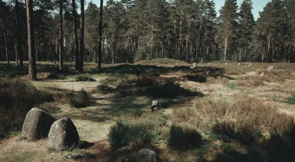 Kamienne kręgi Węsiorów w lesie sosnowym, otoczone wrzosowiskami i pojedynczymi głazami.