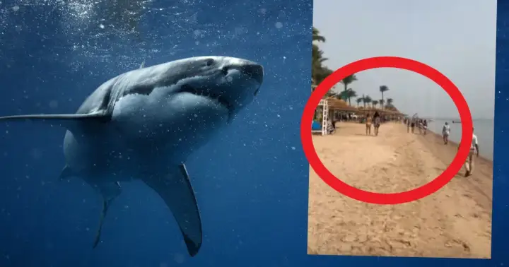 Groźne rekiny w Egipcie. Na plaży widać ludzi, a w wodzie czai się drapieżnik.